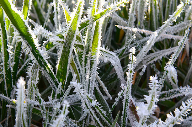 istock Morning frost on a grass 518815392