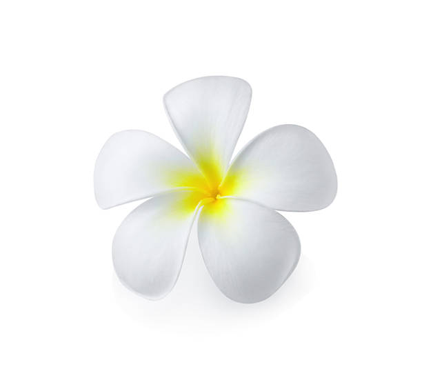 istock frangipani flower isolated 518815605