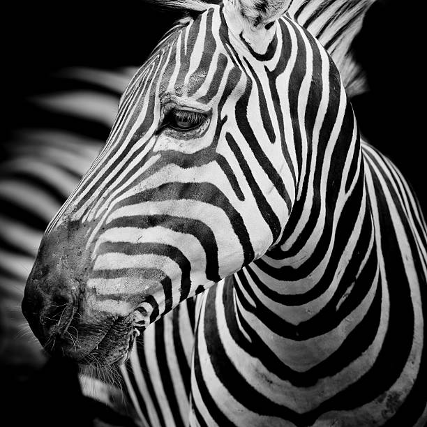 istock Headshot of a Burchell's Zebra 518815669