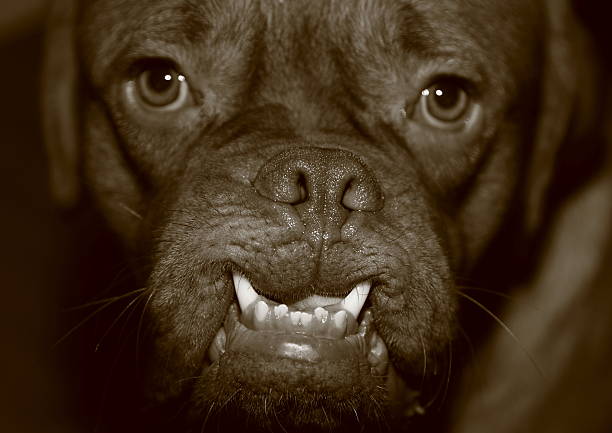 istock Mastiff of Bordeaux 518816233