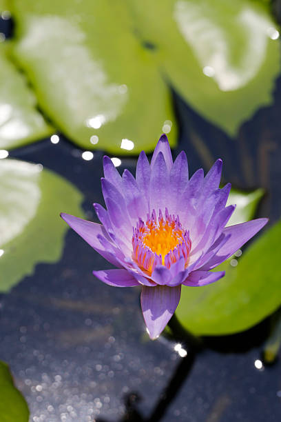 istock Beautiful lotus flower or waterlily 518816290