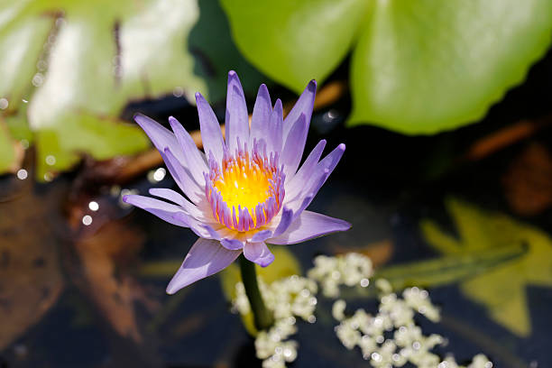 istock Beautiful lotus flower or waterlily 518816376
