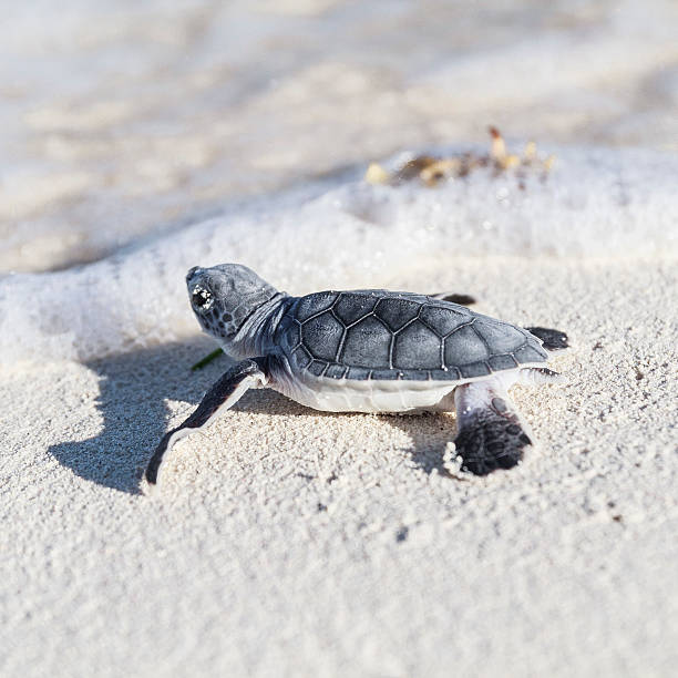 tartaruga marina neonato è di raggiungere il mare.  concetto di libertà. - sea turtle square shape square endangered species foto e immagini stock
