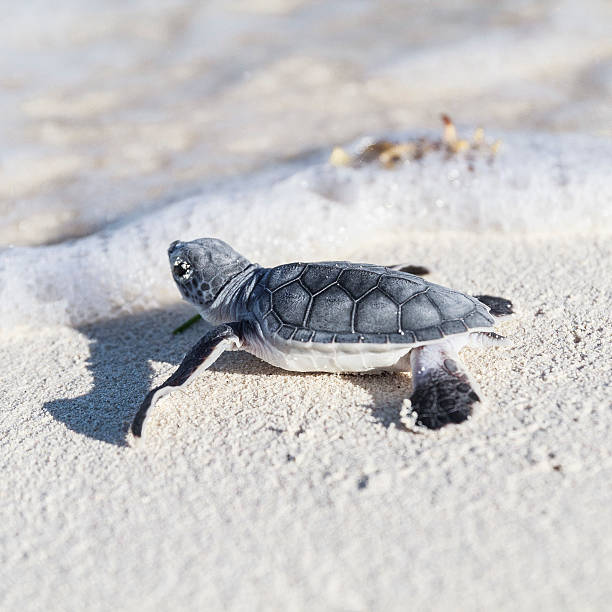 바다 거북이 신생아 는 닿음 바다. 프리돔 컨셉입니다. - sea turtle square shape square endangered species 뉴스 사진 이미지