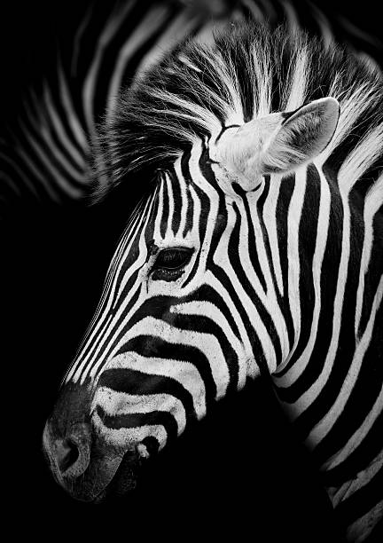 istock Headshot of a Burchell's Zebra 518816639