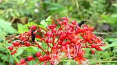 flower.jpg?b=1&s=170x170&k=20&c=REWxvPaadYV049AlCfwpLFeKJTDahxgFbIBSQL7oToU=