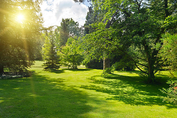 istock Sunrise in beautiful park 518817109