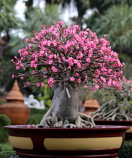 flowering bonsai tree perfect unusual flowering bonsai tree in a park adenium obesum stock pictures, royalty-free photos & images