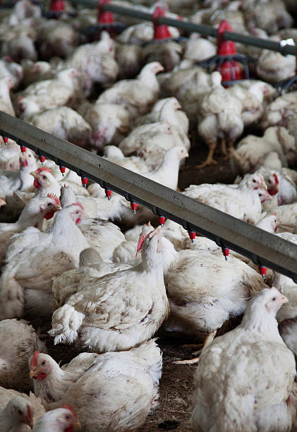 istock Chicken Farm Series 518817339