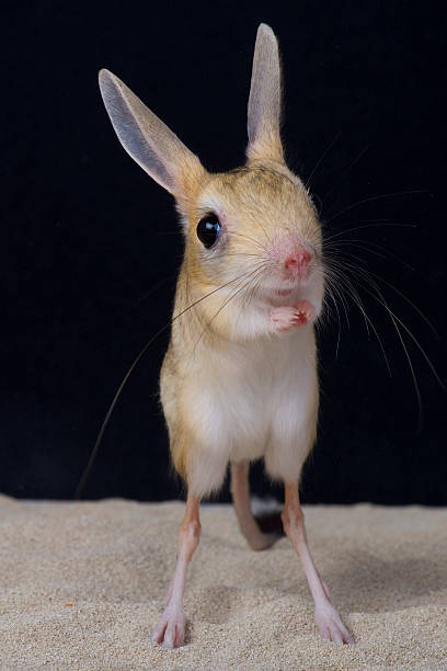 Four-toed jerboa / Allactaga tetradactyla The four-toed jerboa is a small kangaroo like rodent found on the dry coastal deserts of Egypt and Libya. They are considered endangered. marsupial stock pictures, royalty-free photos & images
