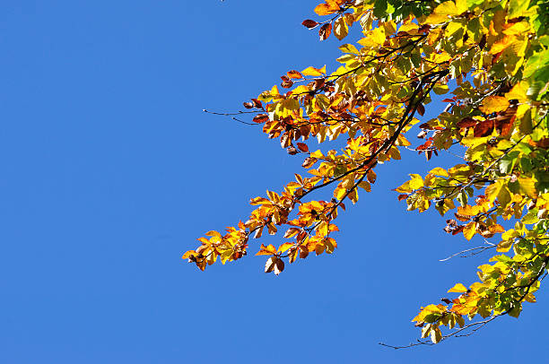 istock Yellow autumn leaves against blue sky 518817555