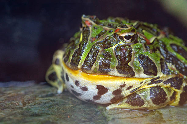 sapo-intanha - argentine horned frog imagens e fotografias de stock