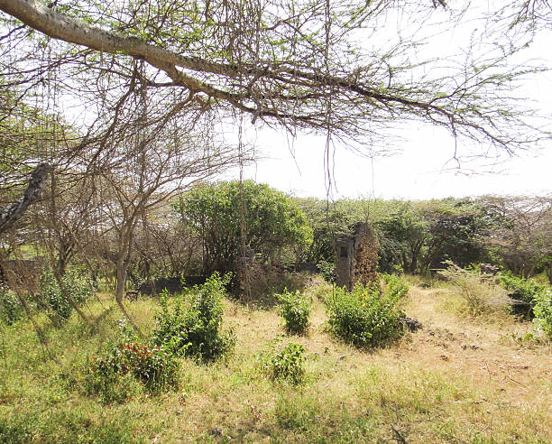 istock Takwa ruins in Kenya 518818460