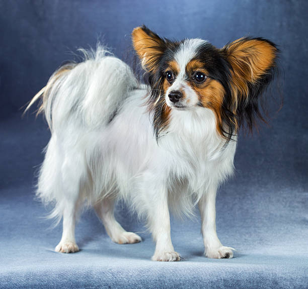 istock Young dog of breed papillon 518818826