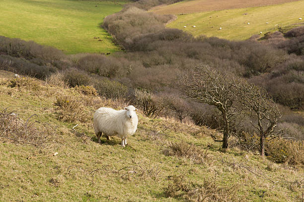 istock Cornwall countryside England UK with a sheep in a field 518818868