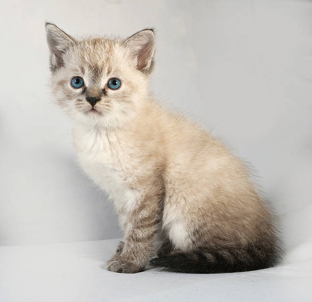 istock Seal point kitten with blue eyes sitting on gray 518818873