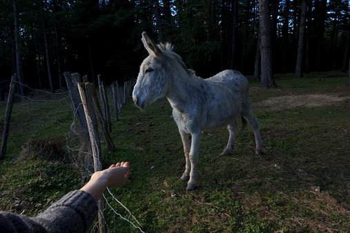 Donkey with hand