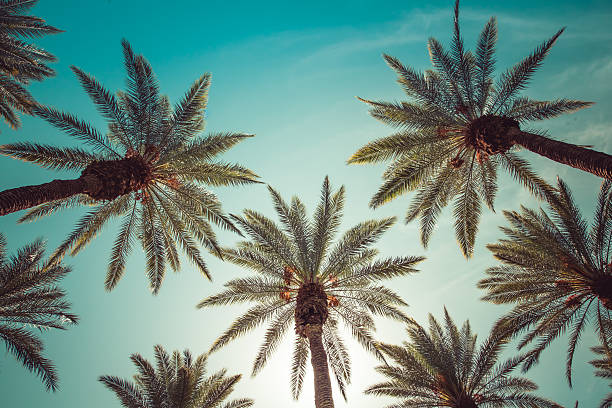 vintage beverly hills e da hollywood - los angeles county city of los angeles palm tree travel destinations foto e immagini stock