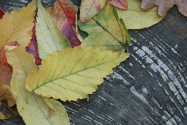 istock dried autumn leaves on wooden surface 518819356