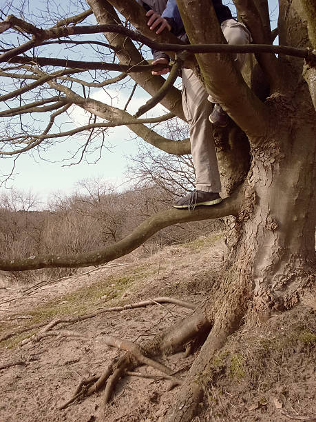 istock man in a tree in the dune area in Holland 518819523