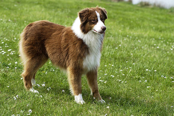 istock dog, autralian shepherd in a meadow 518819770