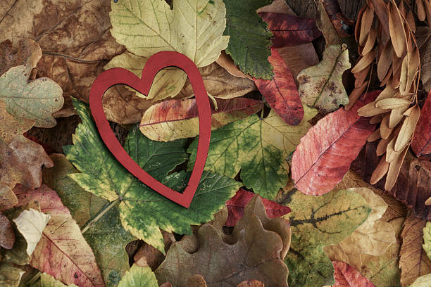 istock heart on dried autumn leaves 518819788