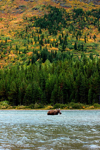 istock Autumn Moose in Lake 518819903
