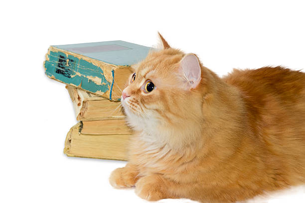 istock Red cat on background of a stack of old books 518820044