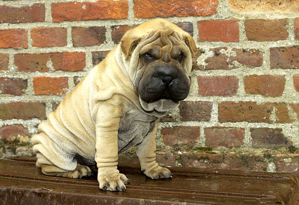 istock shar pei, autralian shepherd in a meadow 518820072