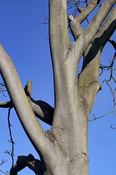 resistente bare tronco de árvore do céu no inverno - ailanthus glandulosa - fotografias e filmes do acervo