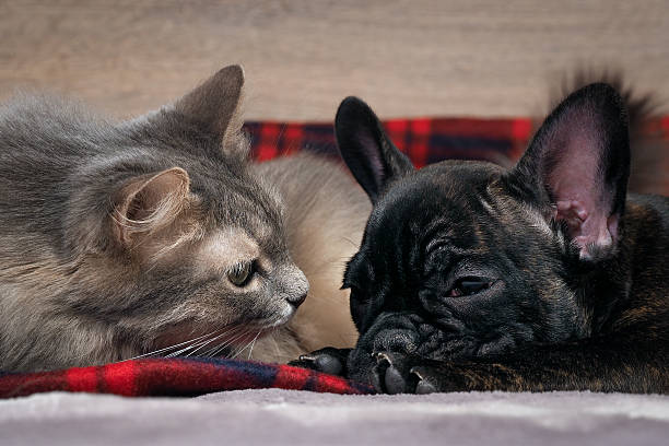 istock Dog and cat together lying on the bed 518821072