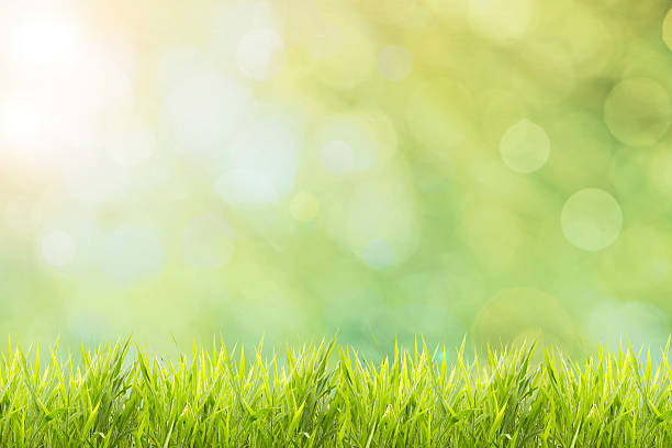 istock Nature spring or summer and grass field background 518821328
