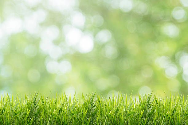 istock Nature spring or summer and grass field background 518821344