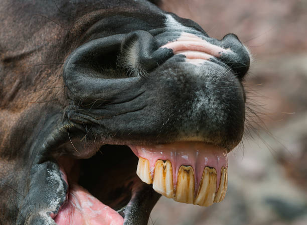 Nose and teeth of yawning horse. Close up photo.