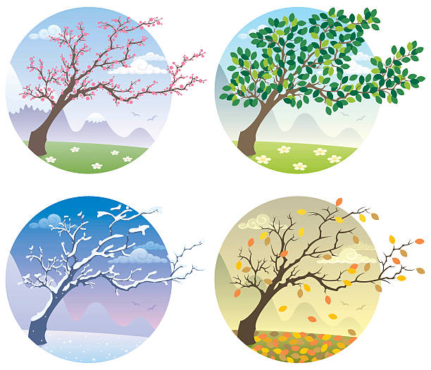 Four Seasons Cartoon illustration of a tree during the four seasons. landscape scenery clipart stock illustrations
