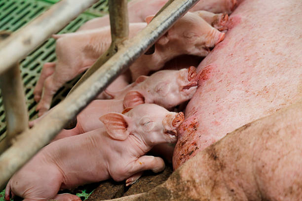 istock Little piglets suckling their mother 518827168