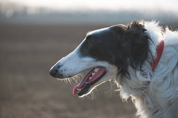 Dog portrait, Russian wolfhound dog, exhausted after running.
