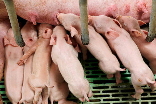 istock Little piglets suckling their mother 518828562