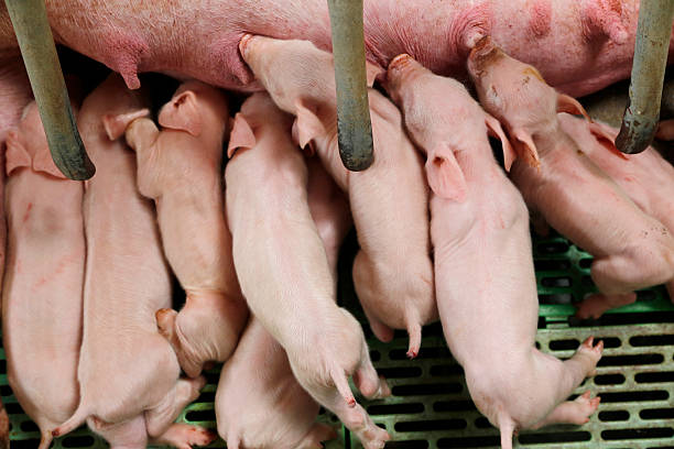 istock Little piglets suckling their mother 518828698