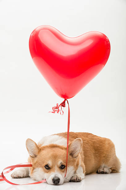 istock Dog with a red heart shaped balloon 518829556