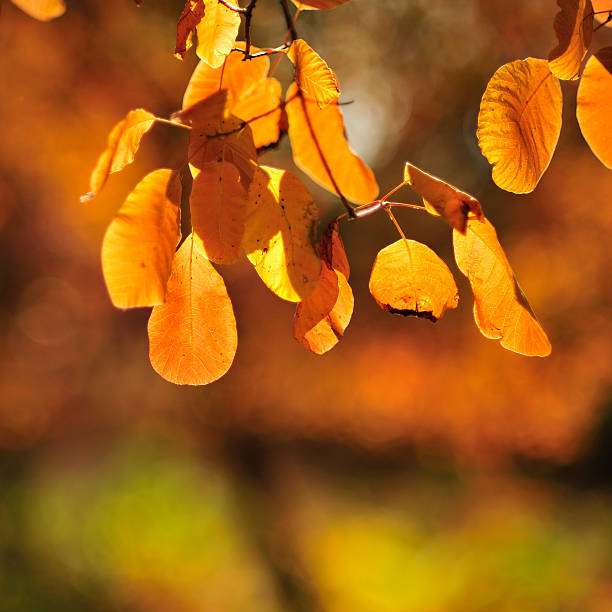 istock orange autumn leaves 518830346