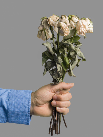 Mens hand presenting dead and dried roses on a mid grey background