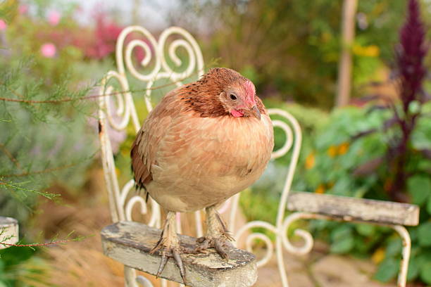 pollo - cochin gallina fotografías e imágenes de stock