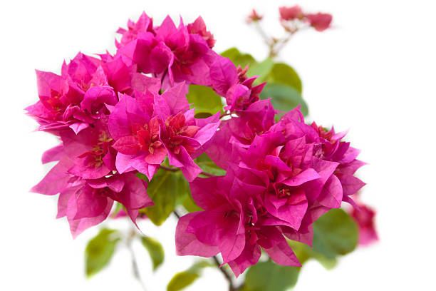 istock Pink bougainvillea blooms. 518831103