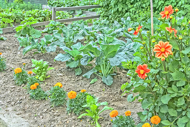 Ornamental vegetable garden with cabbage sprouts, blossoming marigolds and dahlias, close up