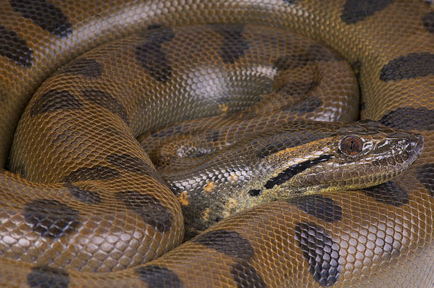 Green anaconda / Eunectes murinus The green anaconda is the heaviest snake species on the planet. These huge snakes are found in tropical South America and are found in or close to water. anaconda snake stock pictures, royalty-free photos & images