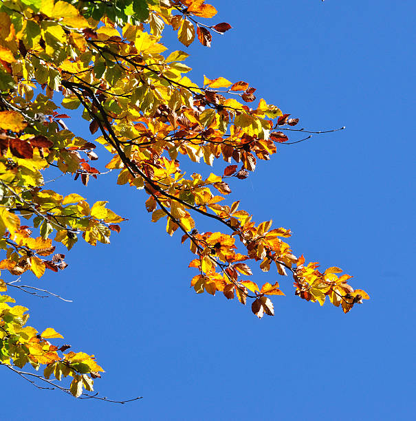 istock Yellow autumn leaves against blue sky 518831251