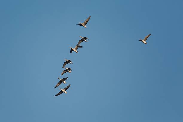 latający gęsi - gaggle snow goose flying large group of animals zdjęcia i obrazy z banku zdjęć