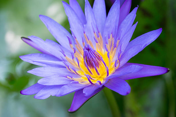 istock Lotus flower and Lotus flower plants 518831712