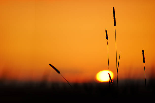 istock Tall grass silhouette at Dramatic Golden sunset 518831895
